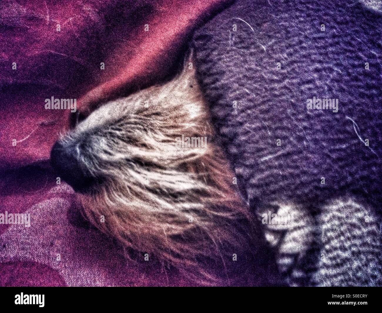 Sleeping dogs muzzle poking out from blanket Stock Photo