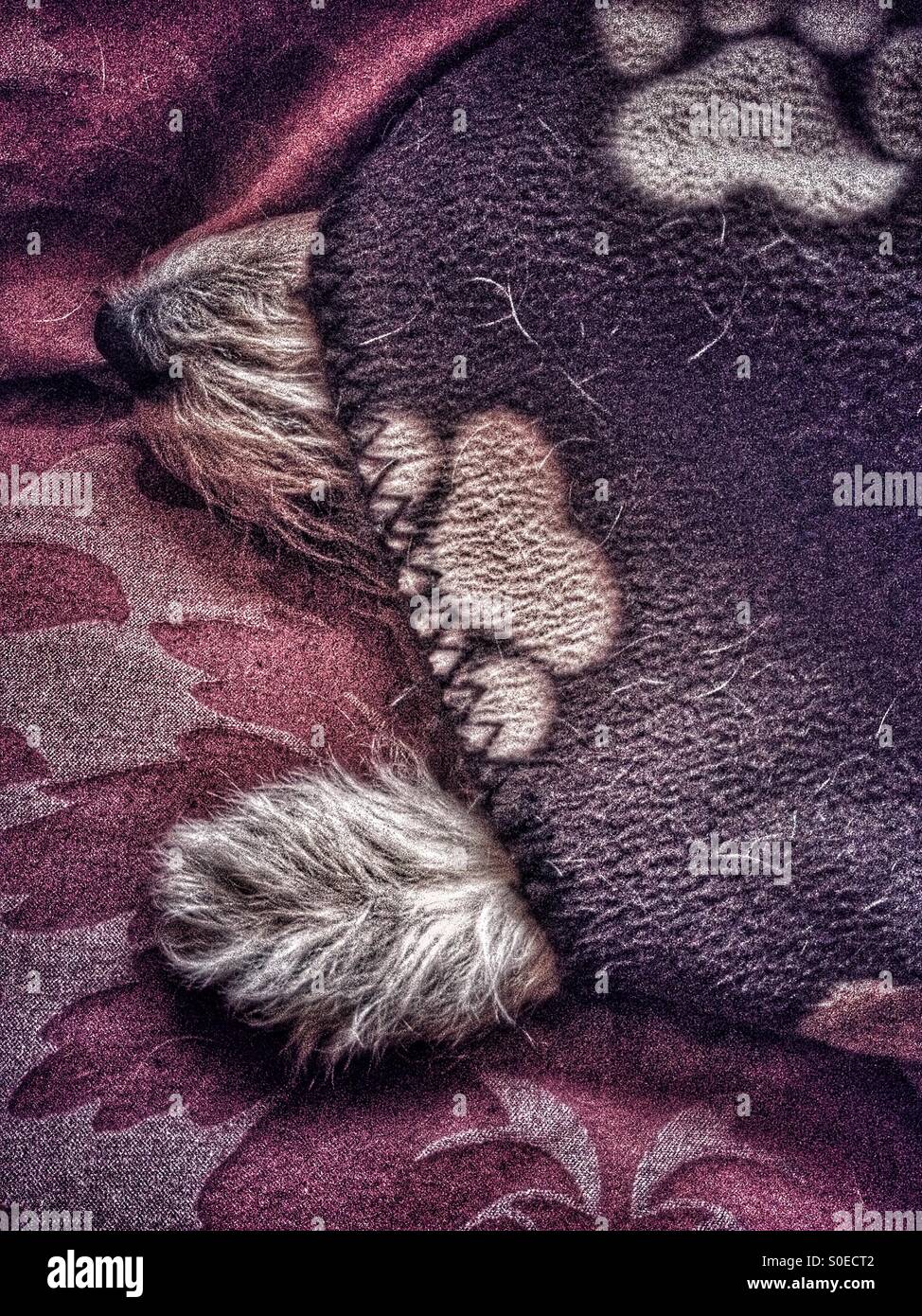 Dog sleeping under blanket Stock Photo