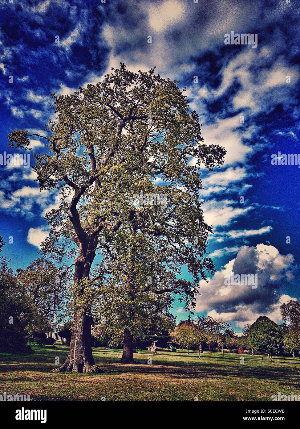 Oak tree and blue sky hi-res stock photography and images - Alamy