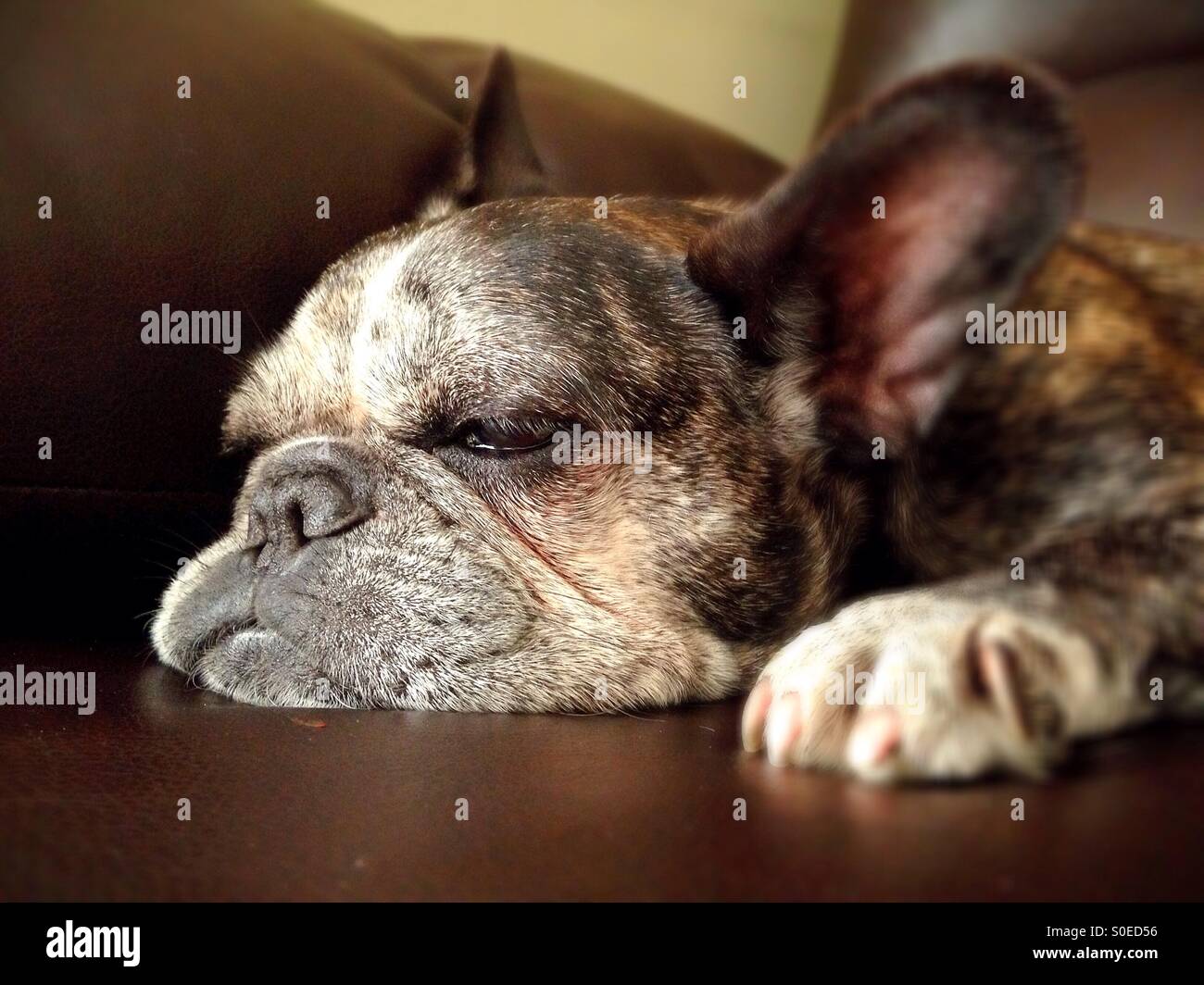 A sleepy old french bulldog Stock Photo Alamy