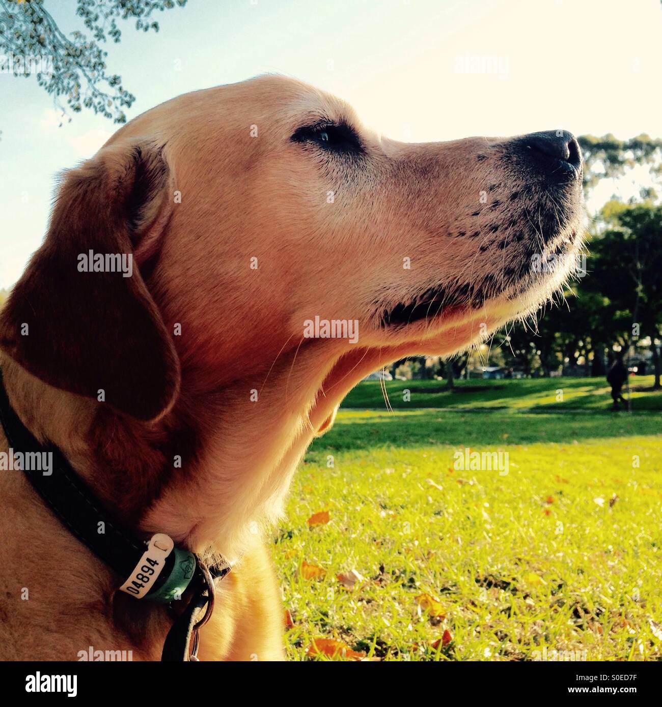 Golden Labrador dog in park sniffing - Smartphone Captured Stock Image