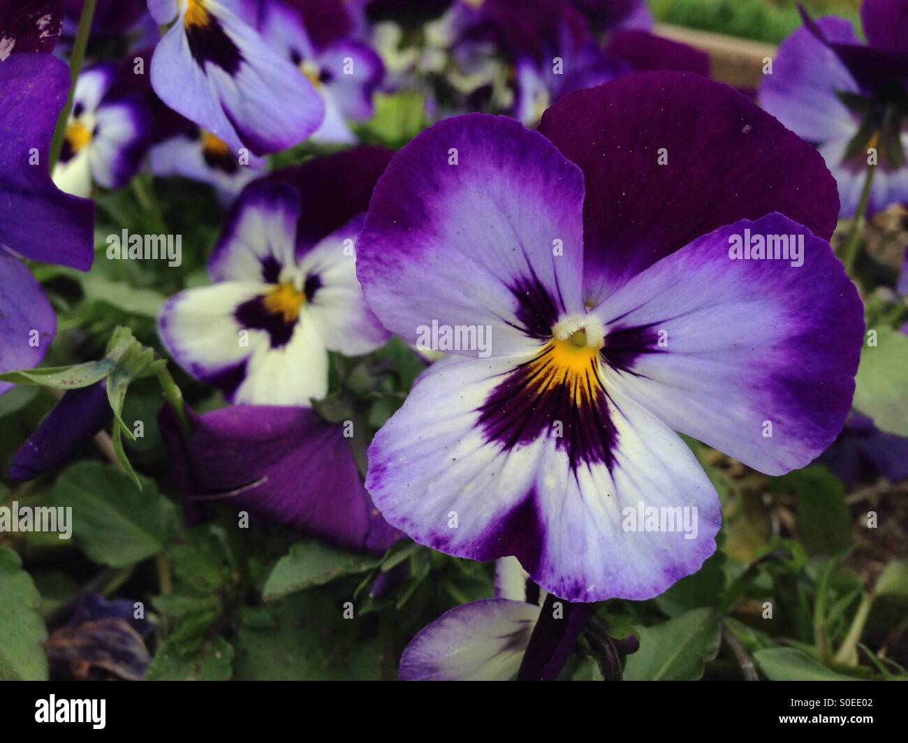 Monkey Face Flower High Resolution Stock Photography And Images Alamy Monkey Face Flower High Resolution Stock Photography And Images Alamy