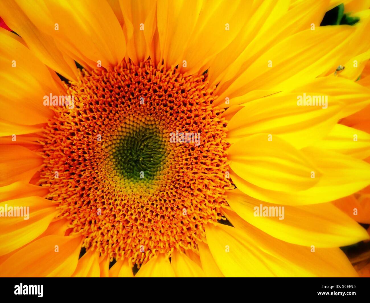 A yellow sunflower Stock Photo