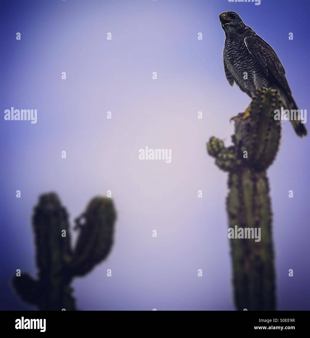 Ave Águila gris posa sobre un cactus llamado Sahuaro en el predio Palo injerto propiedad de la NCI reserva Monte Mojino en Álamos México. Naturaleza y conservación Stock Photo