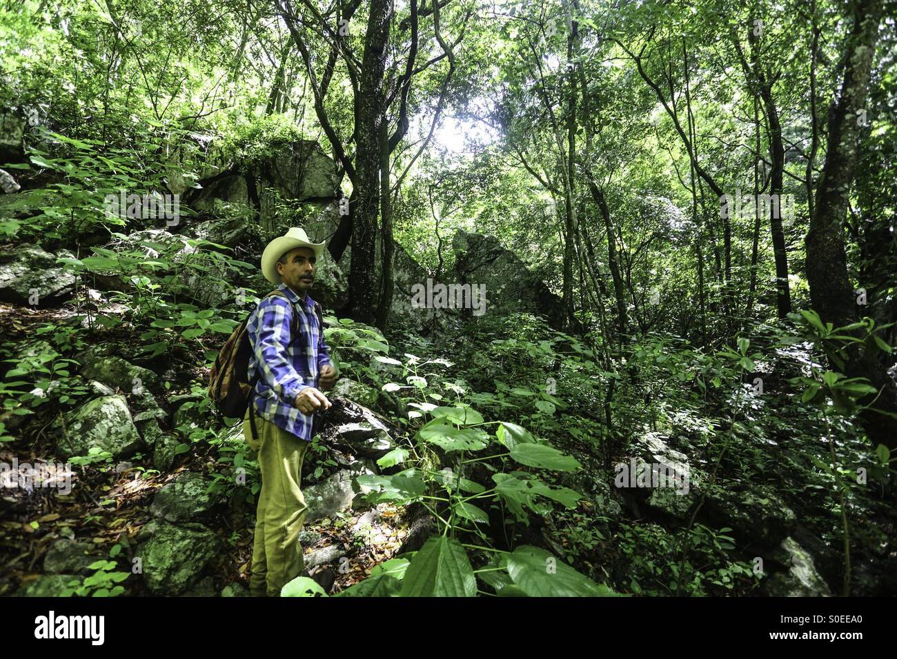 Felix, guardabosque de la Reserva Monte Mojino camina en predio Arroyó Verde propiedad de NCI. Aquí el ecosistema es Selva baja caducifolia y se encuentra  en la sierra de Álamos Sonora , México . Stock Photo