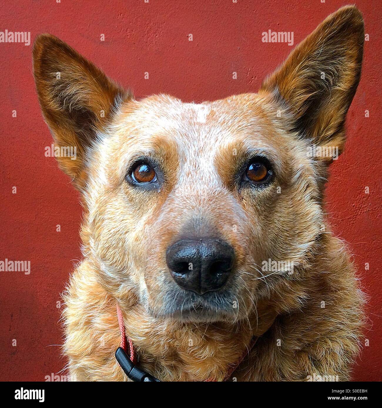 A red Australian Cattle Dog. - Smartphone Captured Stock Image