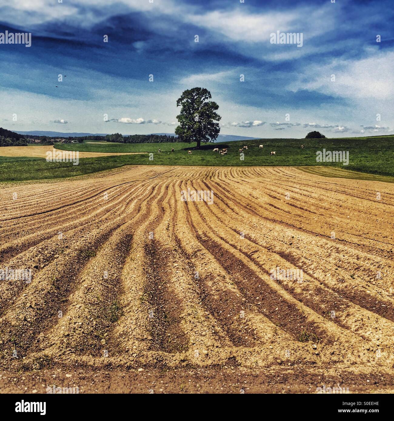 Ploughed field with tree - Smartphone Captured Stock Image