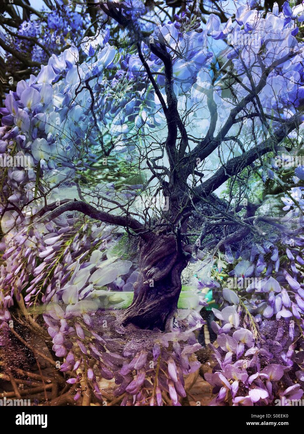 Mystical tree Stock Photo