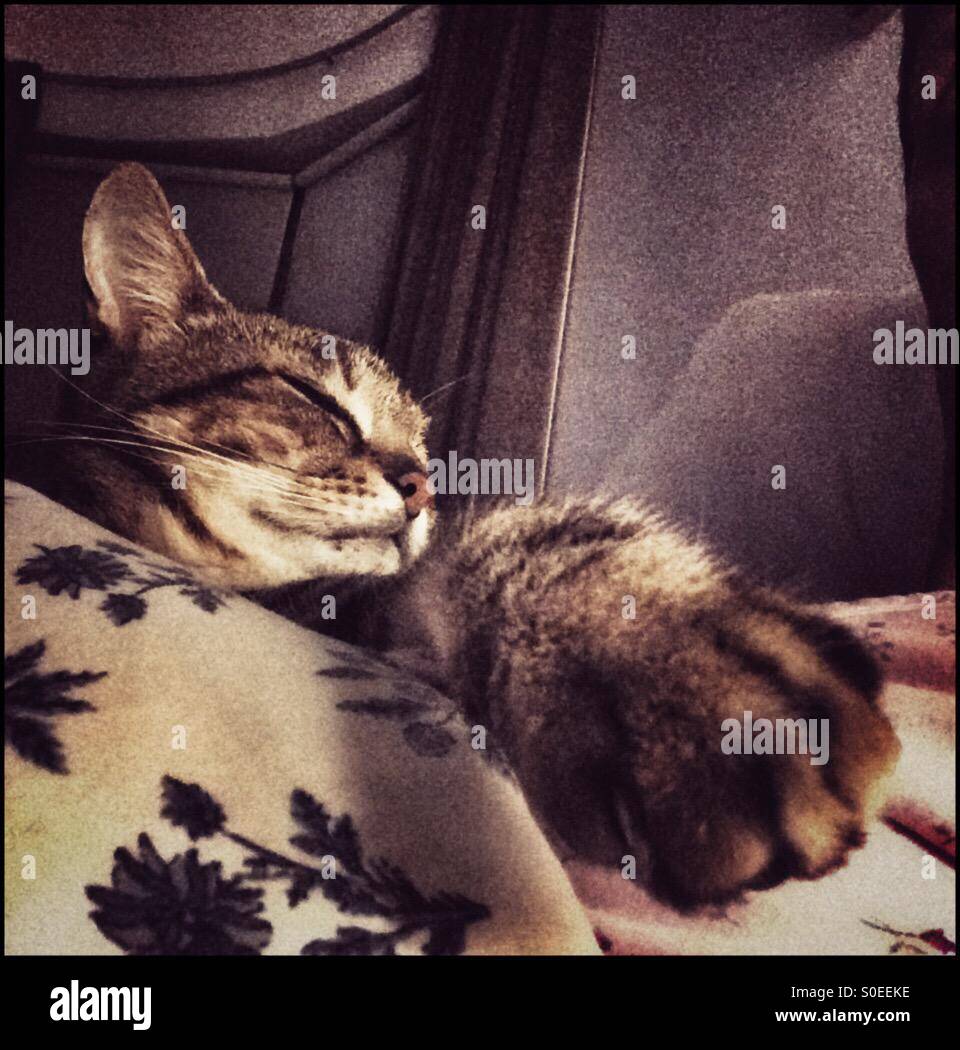 Sleeping cat on bed Stock Photo - Alamy