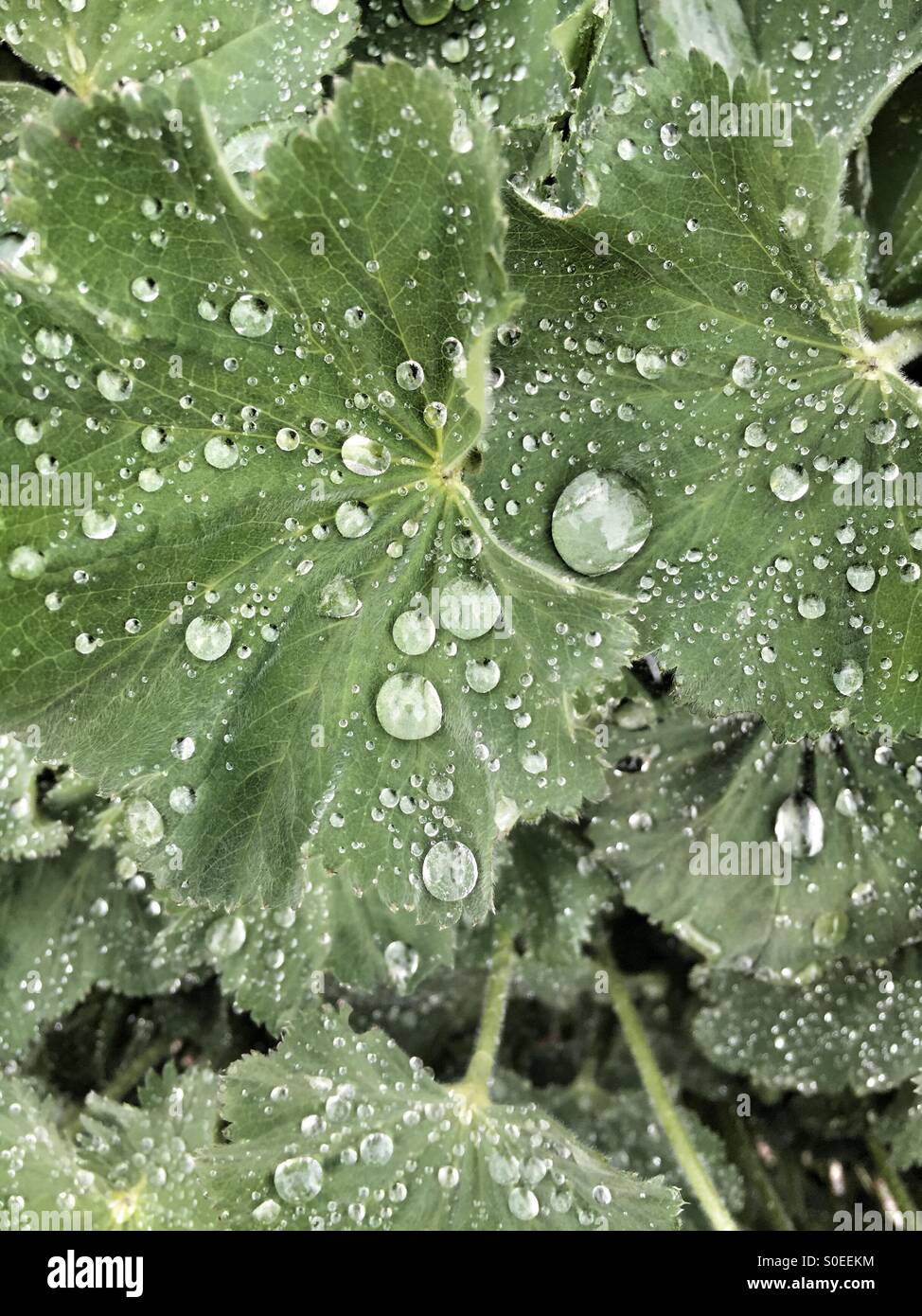Waterdrops on leef - Smartphone Captured Stock Image