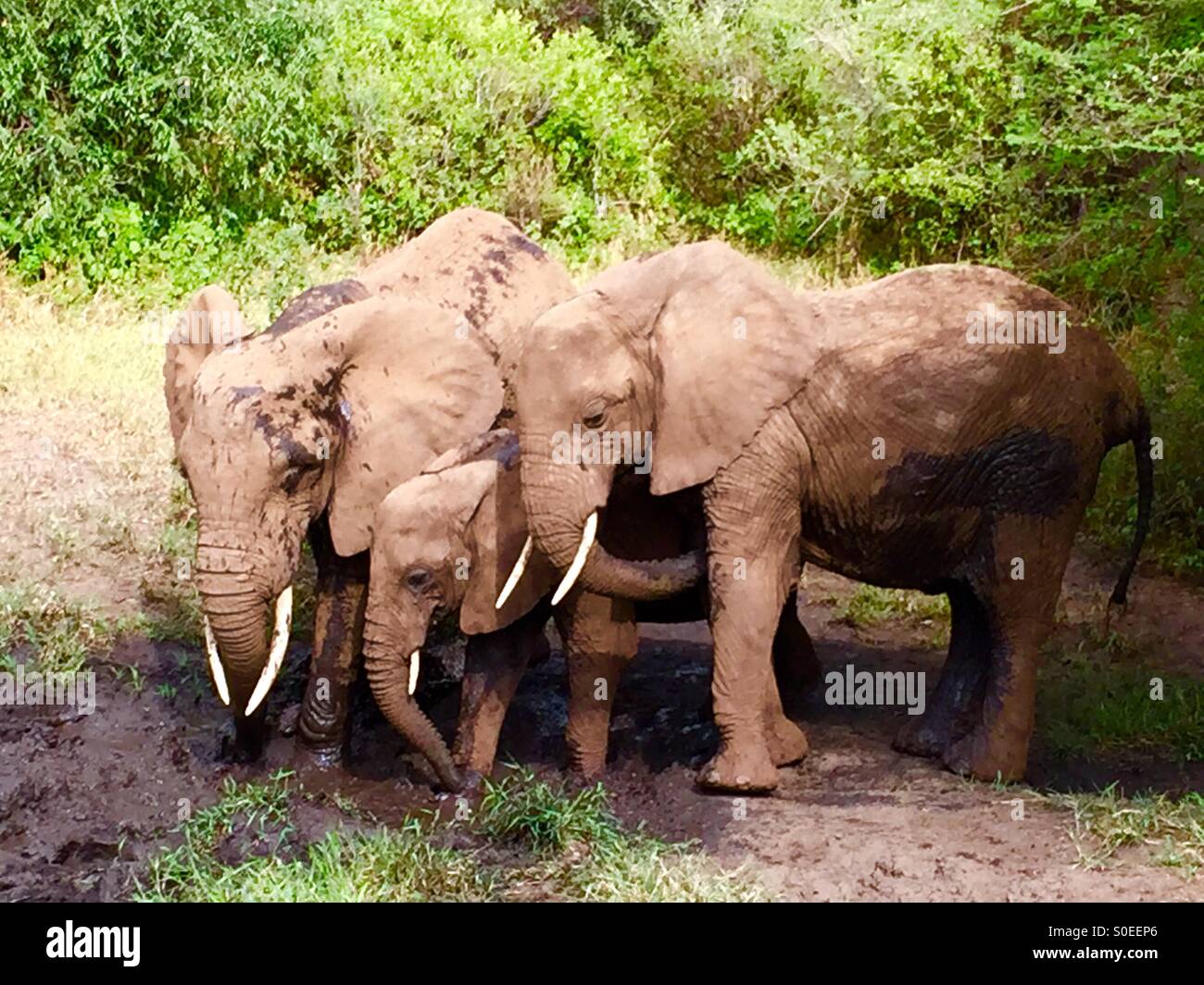 Three elephants at a watering hole in Tanzania Stock Photo