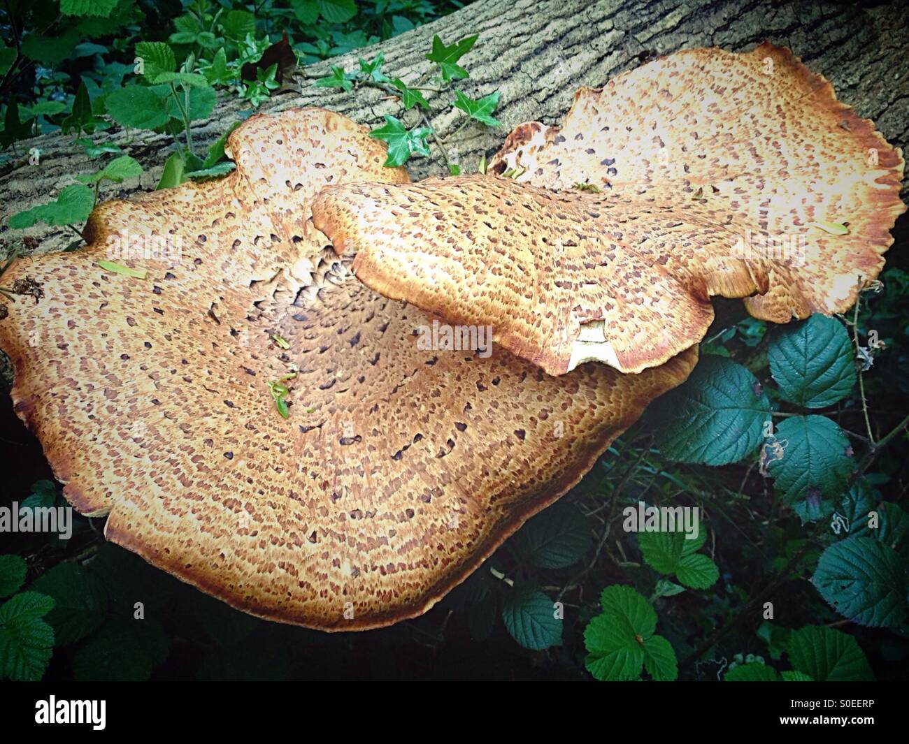 Giant fungi - Smartphone Captured Stock Image