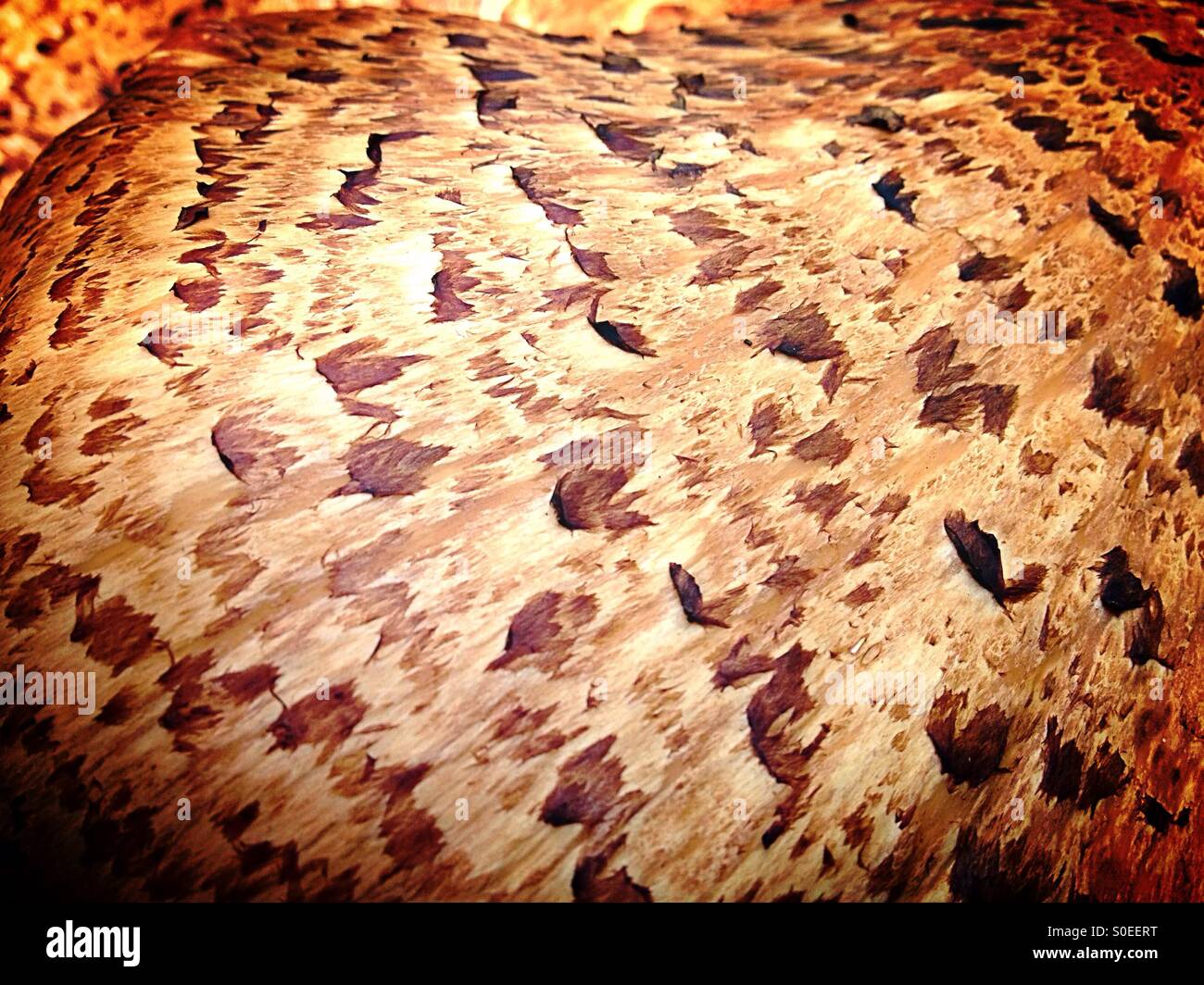 Fungi portrait - Smartphone Captured Stock Image