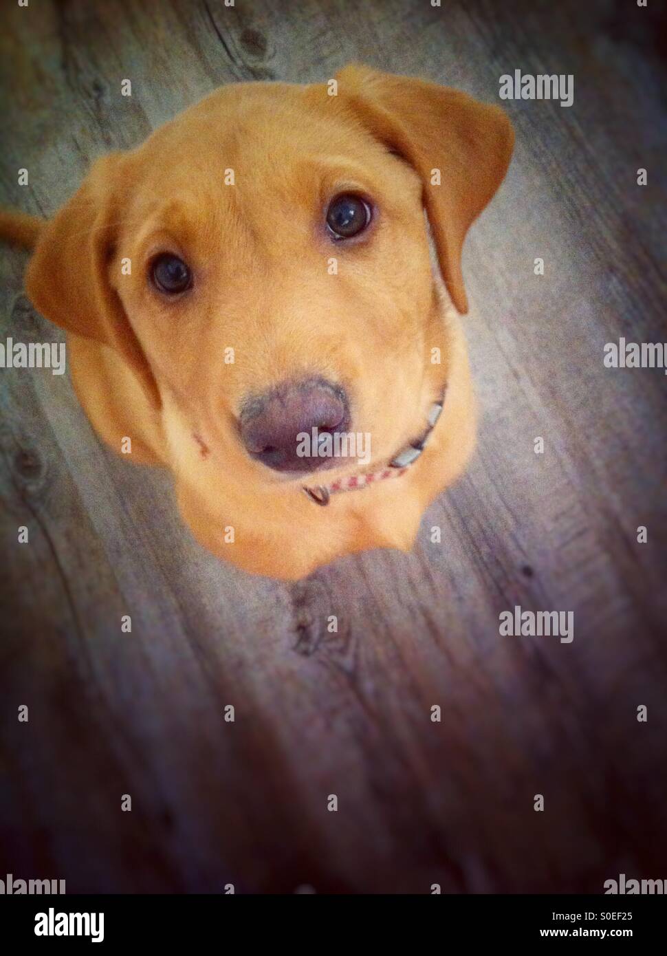Cute Labrador puppy saying hello Stock Photo Alamy