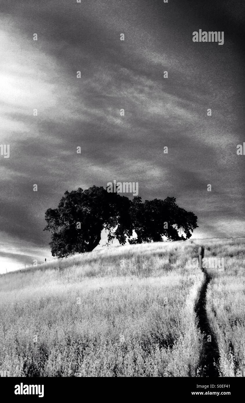 Oak trees in grassland under a brooding sky, in black and white - Smartphone Captured Stock Image