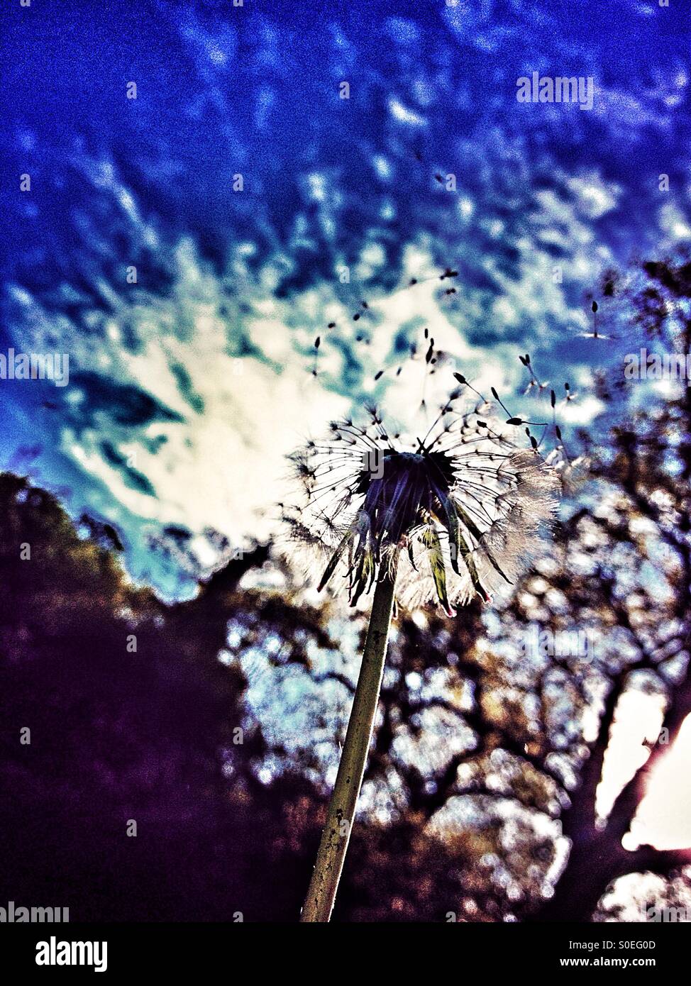 Dandelion clock seeds blowing away Stock Photo Alamy