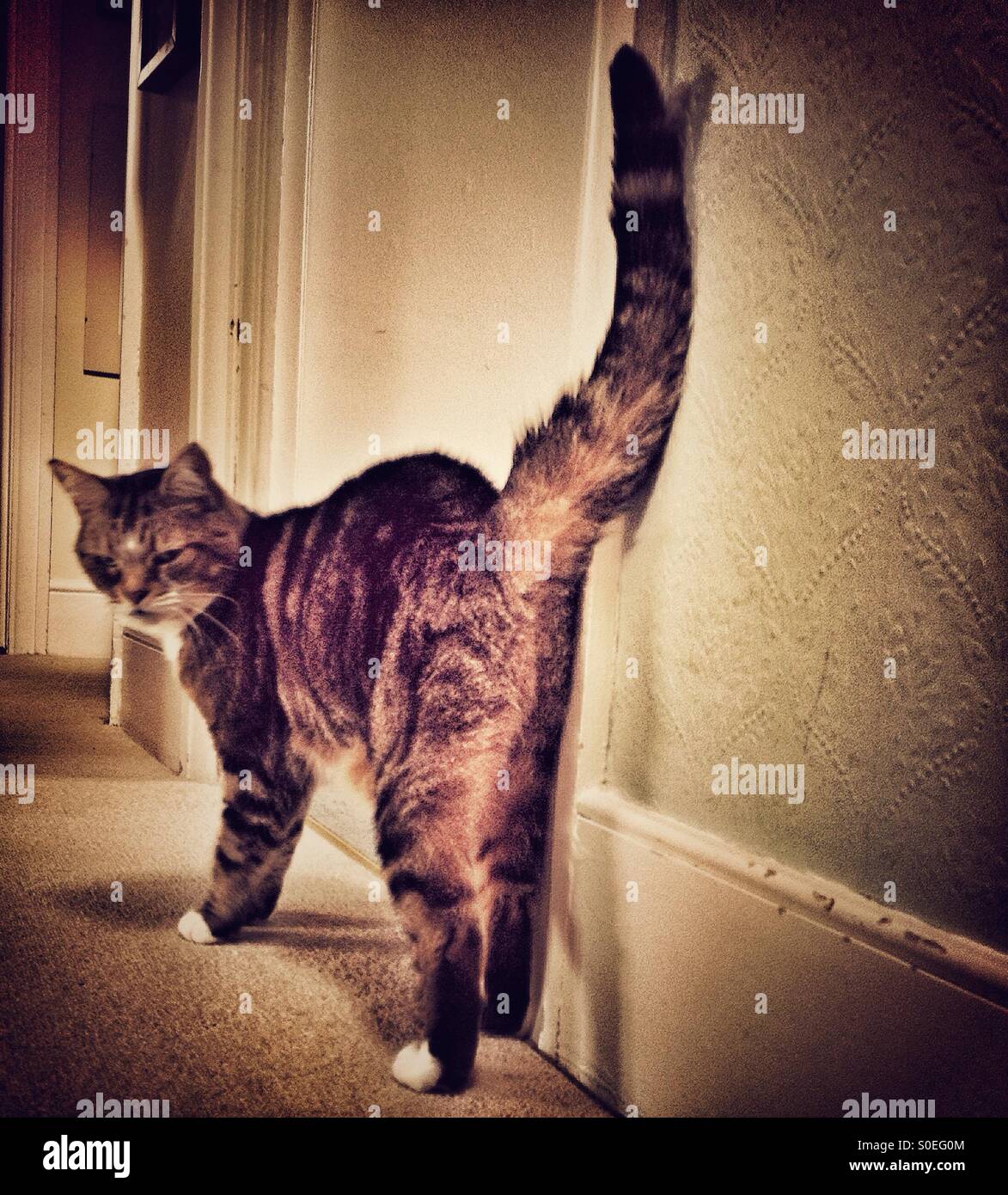 Cat leaning against a wall arching her back Stock Photo Alamy