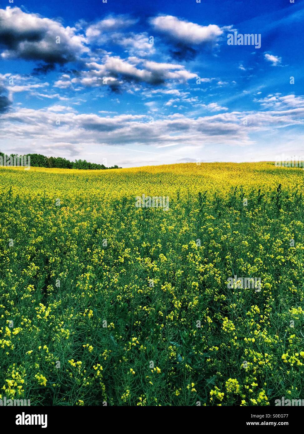Rapeseeds field in Bad Schandau Germany - Smartphone Captured Stock Image