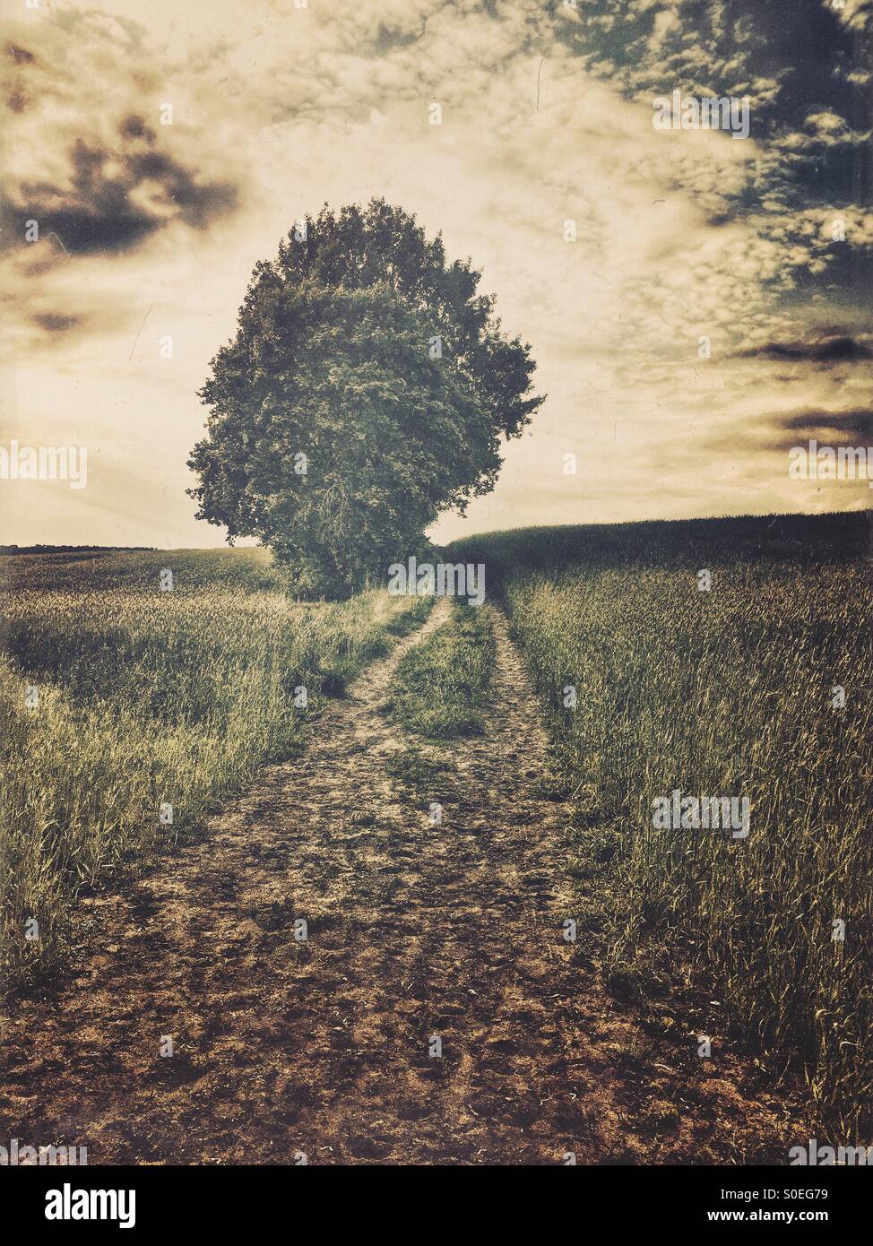 Lone tree in the field - Smartphone Captured Stock Image