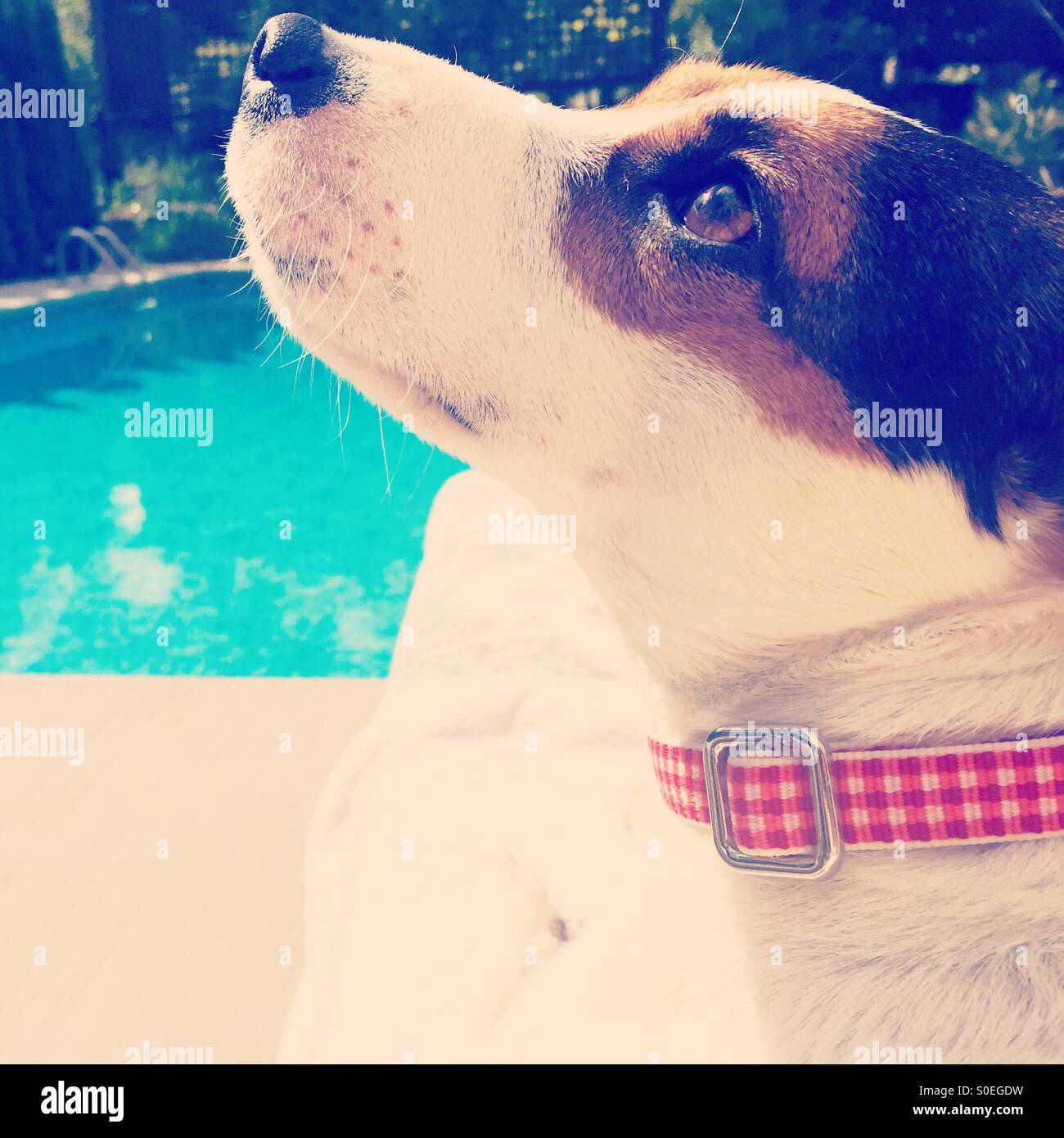 Side profile of dog looking up. Hot, sunny day; swimming pool in the background. - Smartphone Captured Stock Image