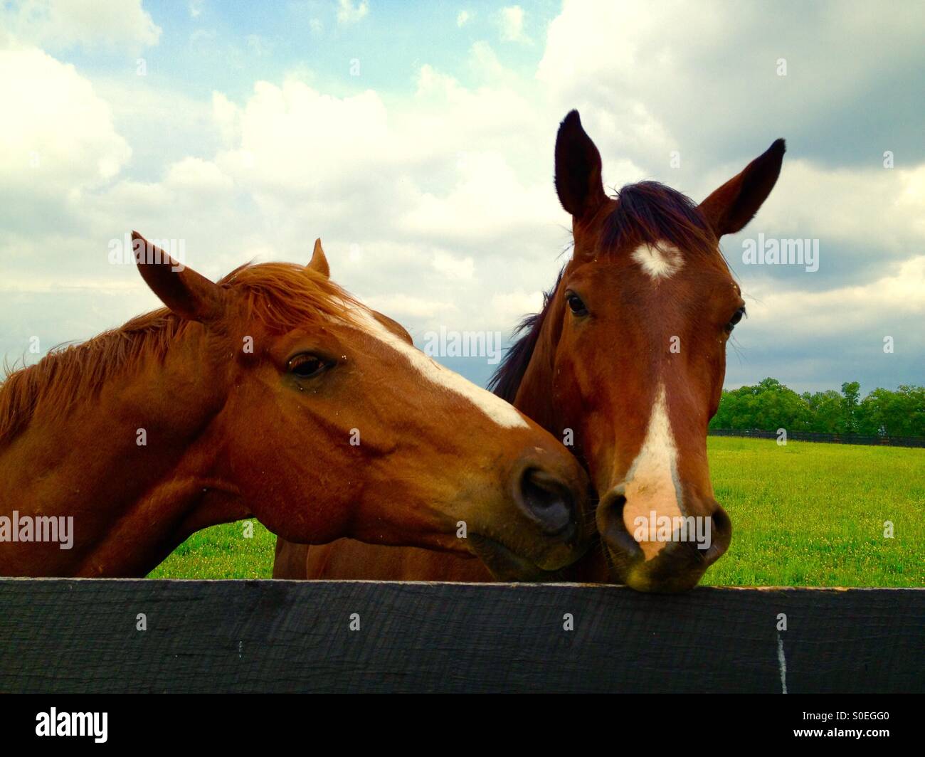 Horses in Kentucky Stock Photo Alamy