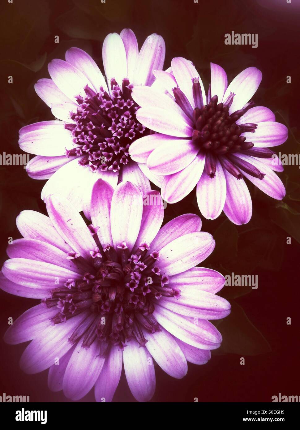 Violet daisy flowers Stock Photo