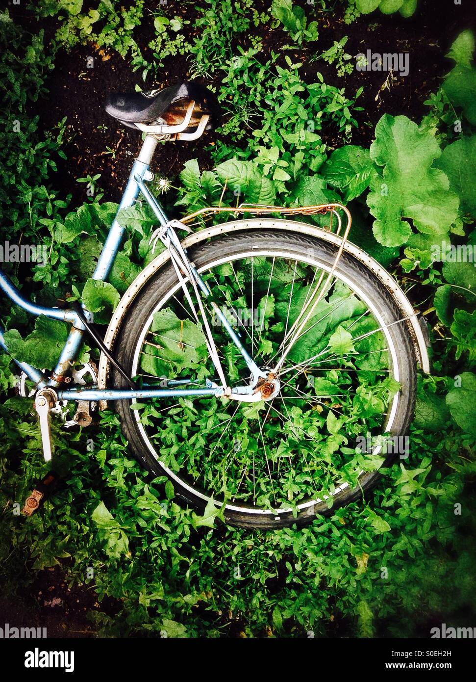 Abandoned bicycle in the undergrowth - Smartphone Captured Stock Image