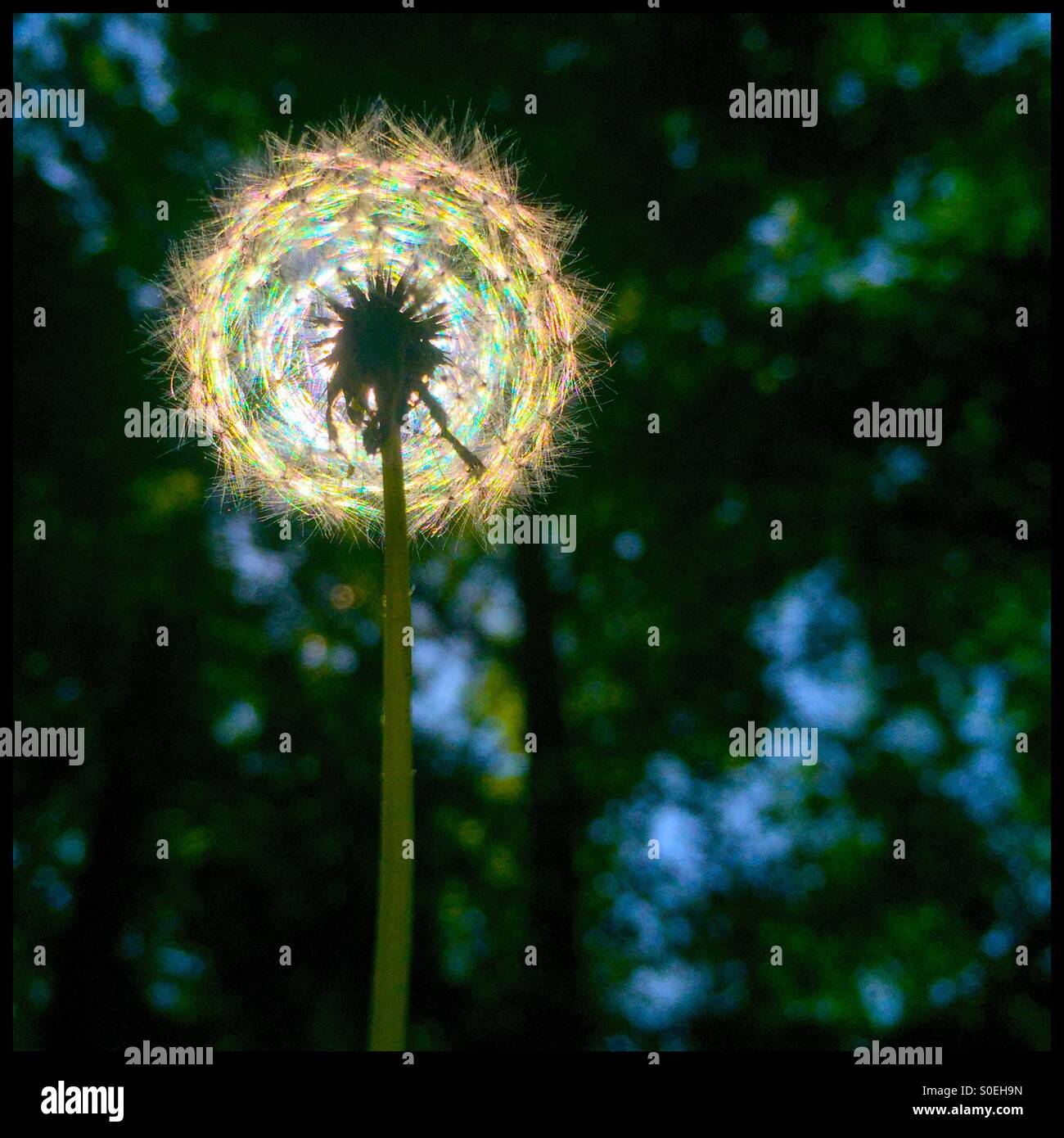 A dandelion grows towards the sun during Spring in Atlanta, GA. Stock Photo