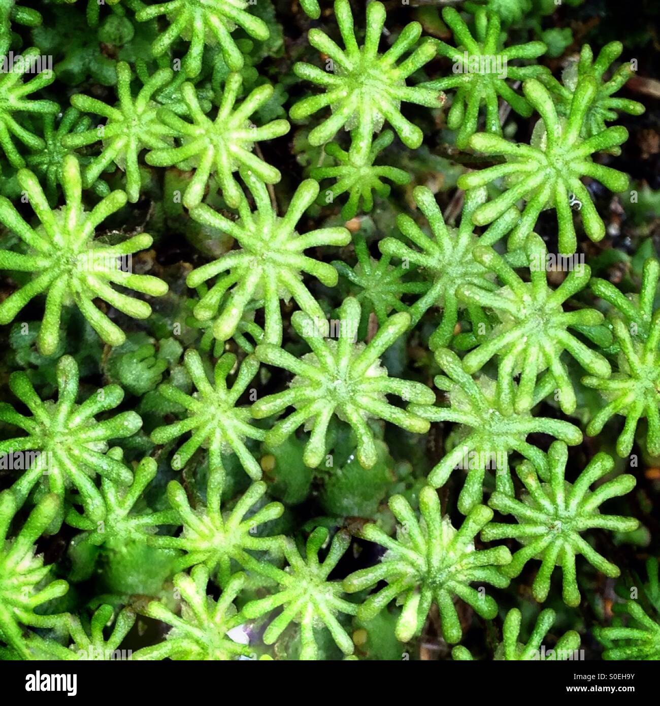Liverwort flowers Stock Photo