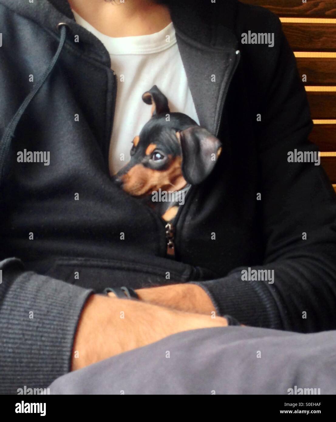 A puppy Pincher dog ready to take a nap in the hug of his owner Stock Photo