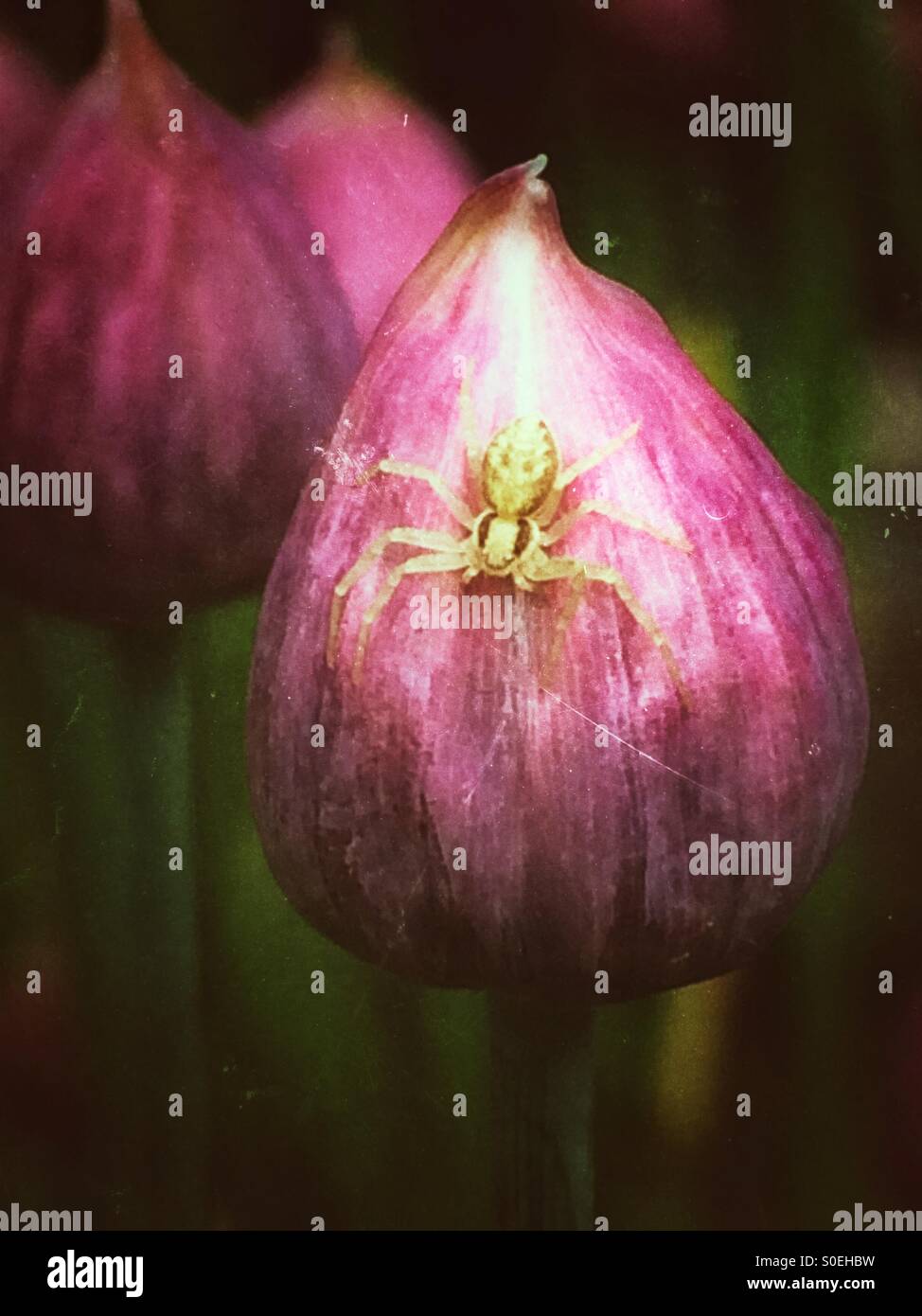 Yellow spider on chive bud - Smartphone Captured Stock Image