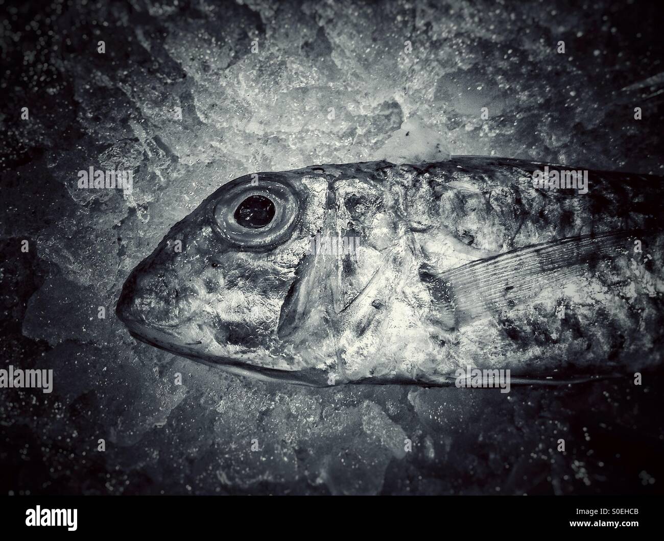 Red mullet fish found in the Mediterranean sea - Smartphone Captured Stock Image