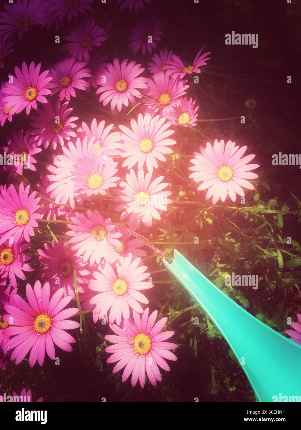 Watering pink daisy plant Stock Photo