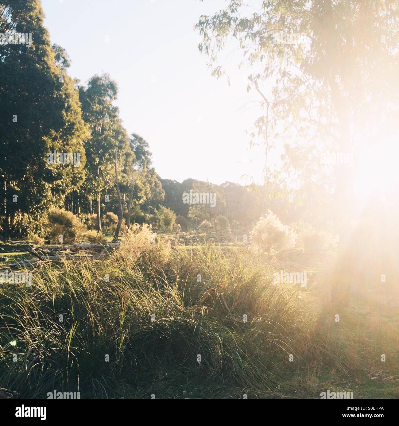 Australian bush at Lysterfield National Park near Melbourne with strong sunflare on right side of image Stock Photo