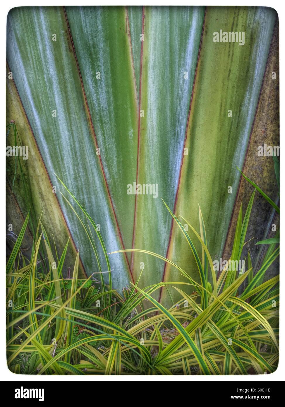 Fan like leaf palm tree. - Smartphone Captured Stock Image