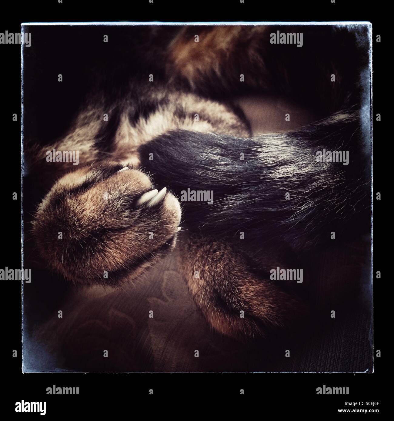 Close up of sleeping cat's paw. - Smartphone Captured Stock Image