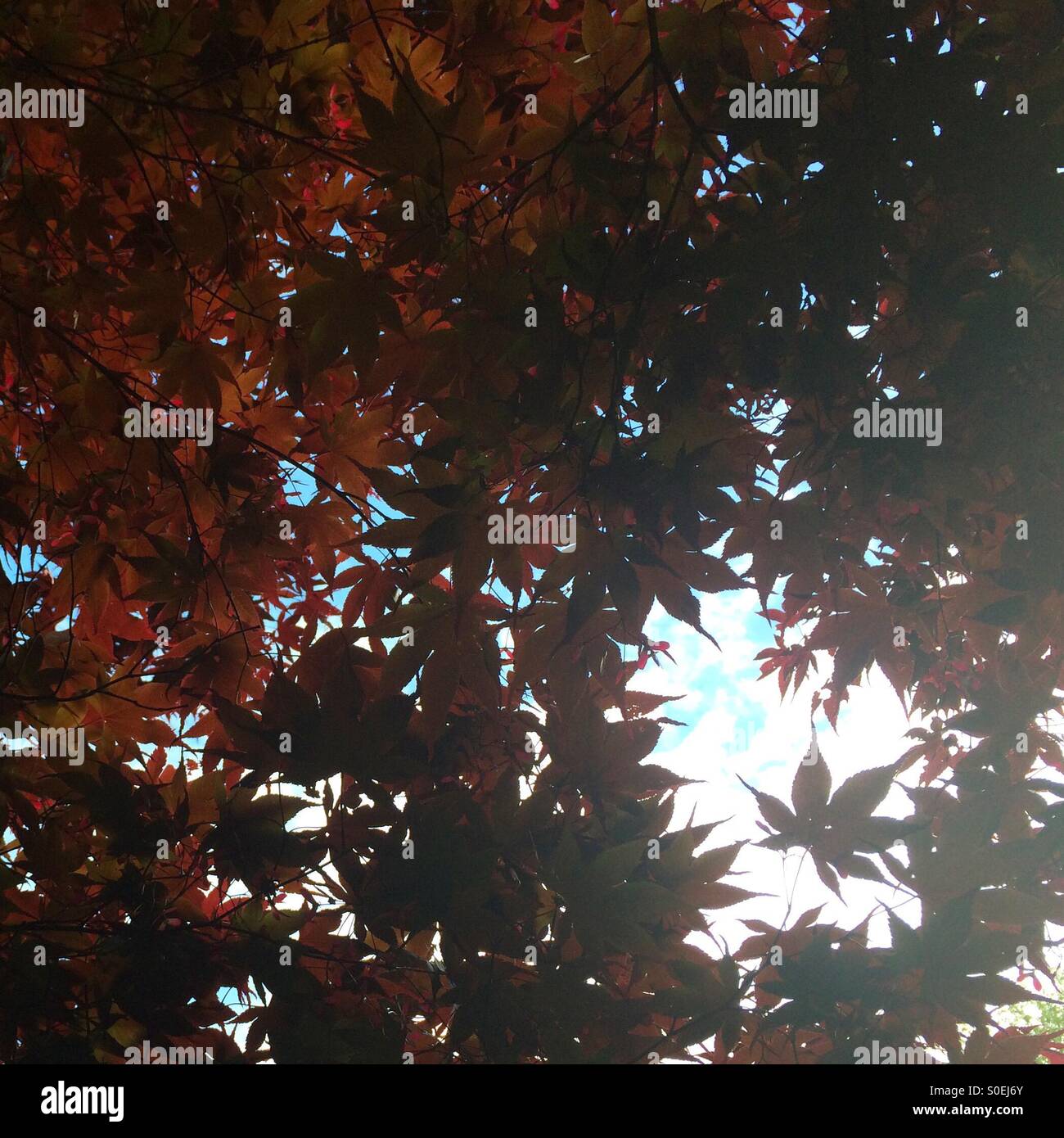 Japanese maple leaves - Smartphone Captured Stock Image