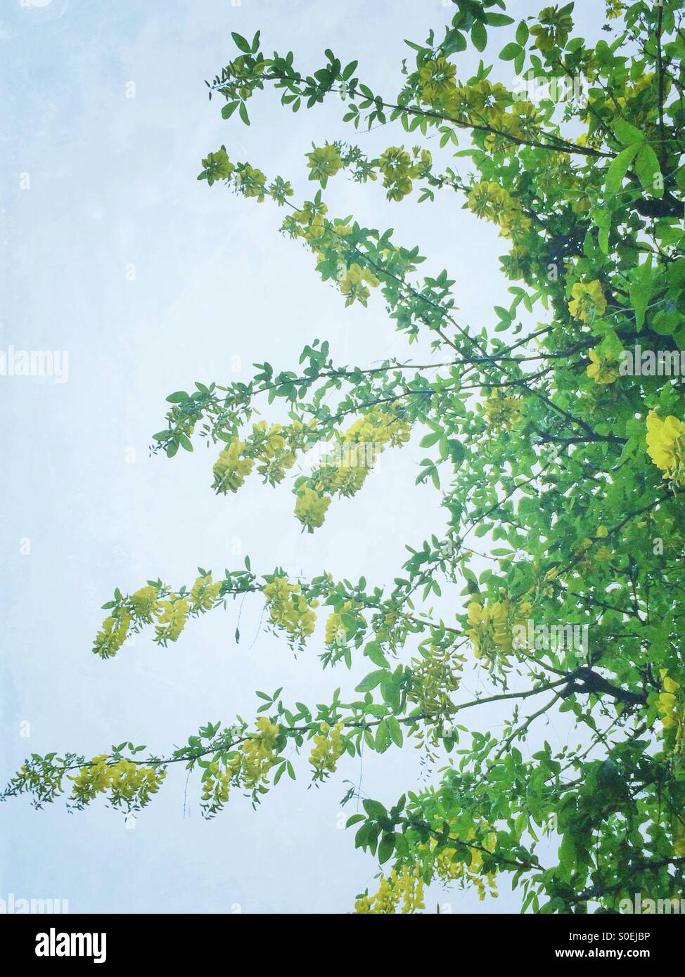 Yellow laburnum flowering tree Stock Photo