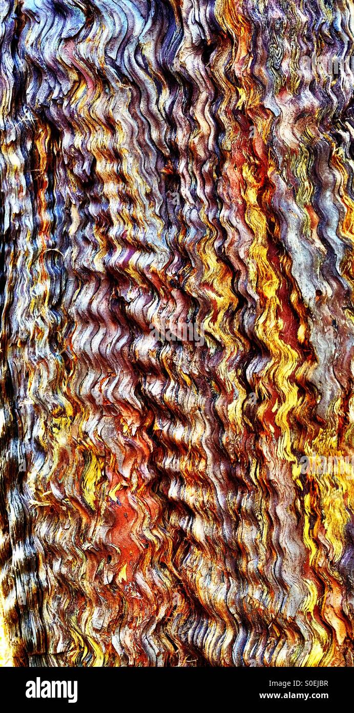 Giant redwood tree inner bark pattern texture - Smartphone Captured Stock Image