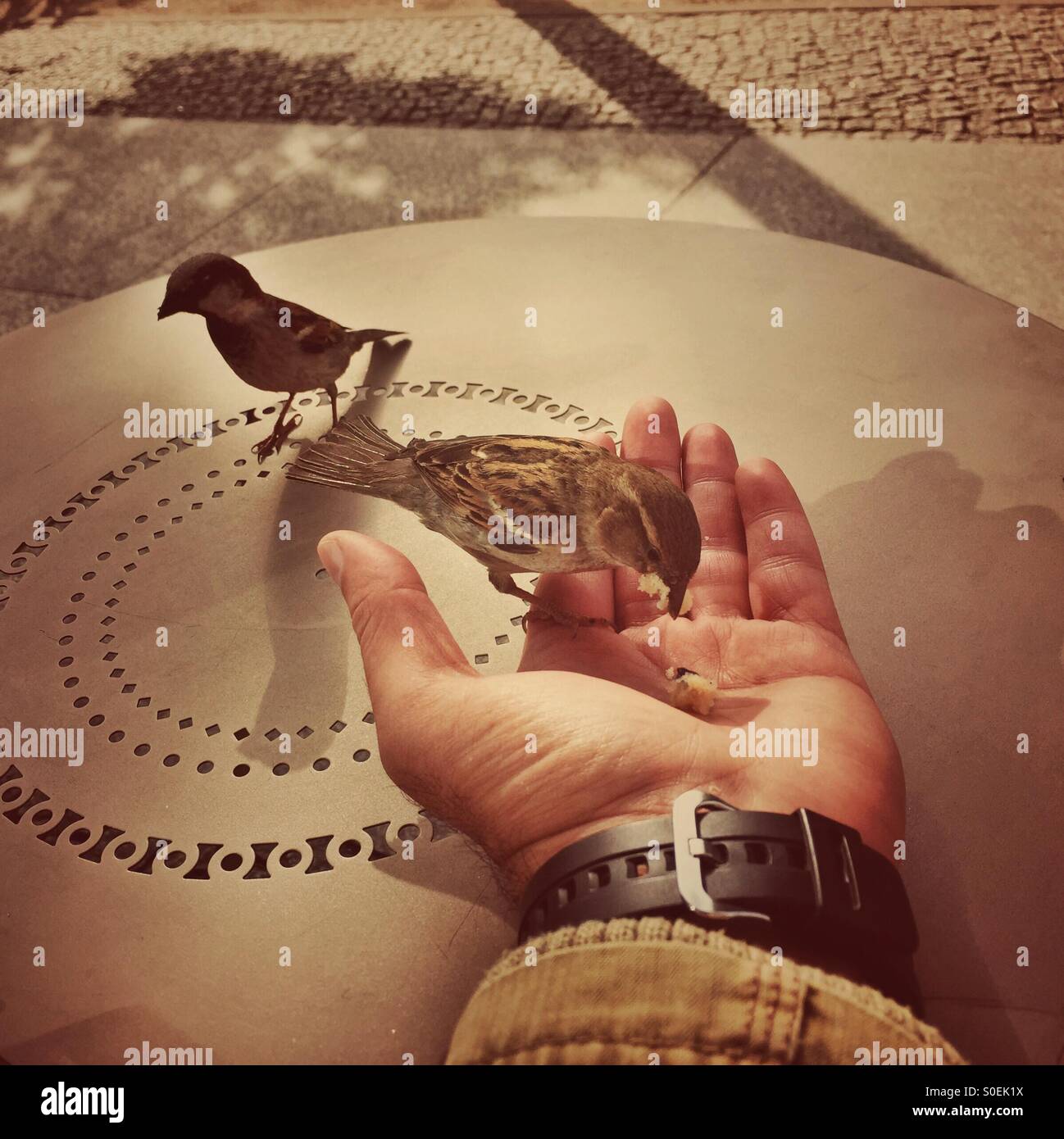 Sparrow bird eating from my hand Stock Photo Alamy