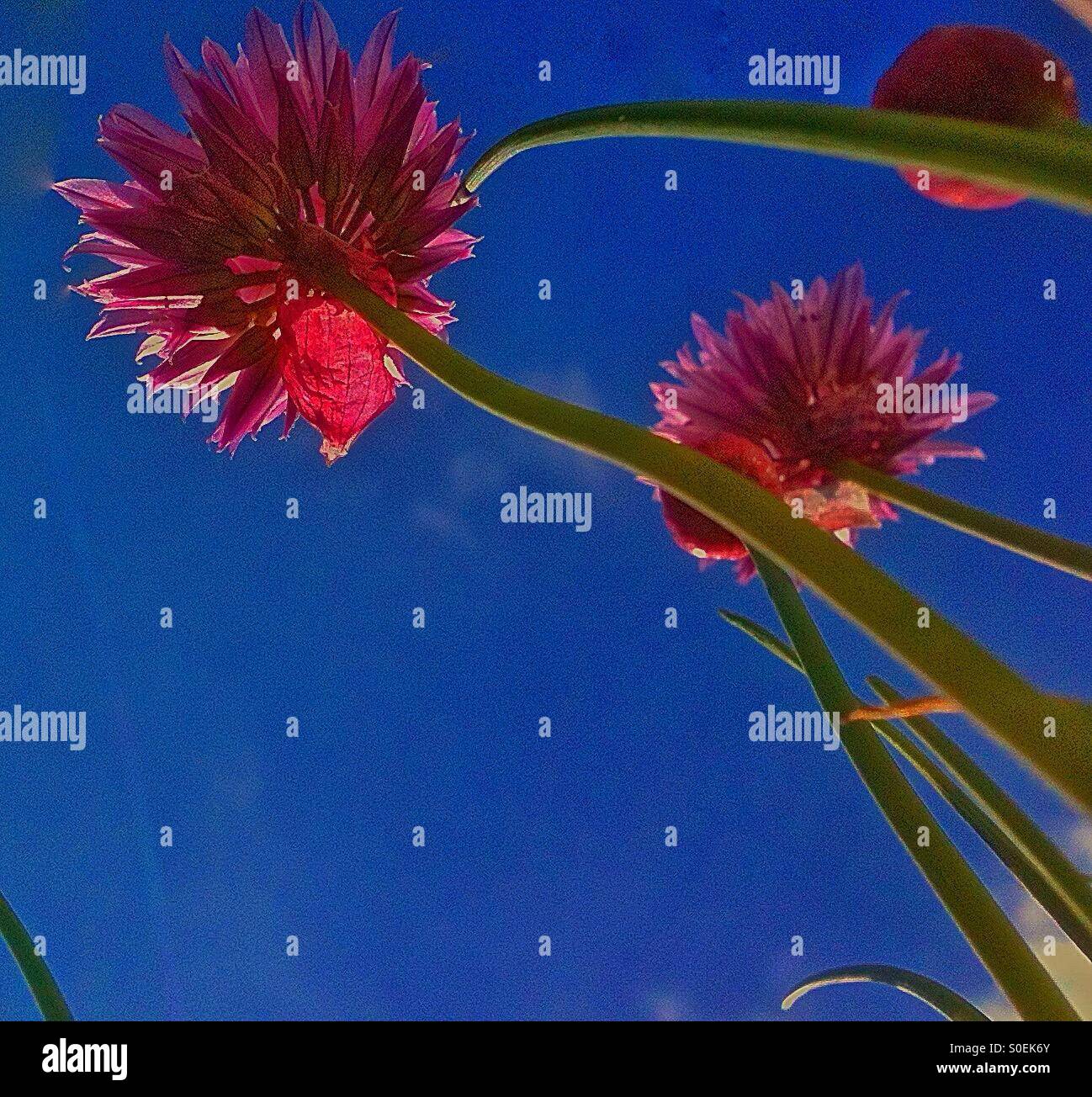 Pink chives blue sky - Smartphone Captured Stock Image