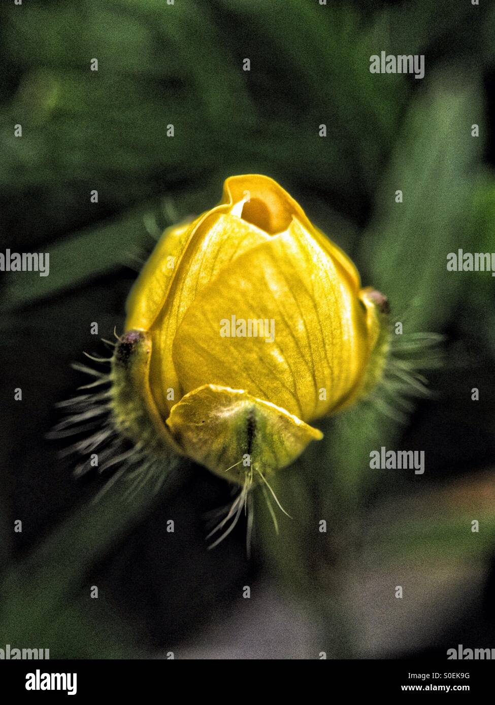 Buttercup flower bud - Smartphone Captured Stock Image