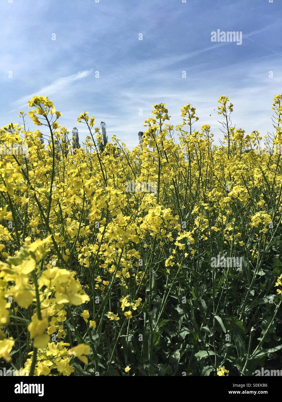 Yellow Rapeseeds flowers Stock Photo