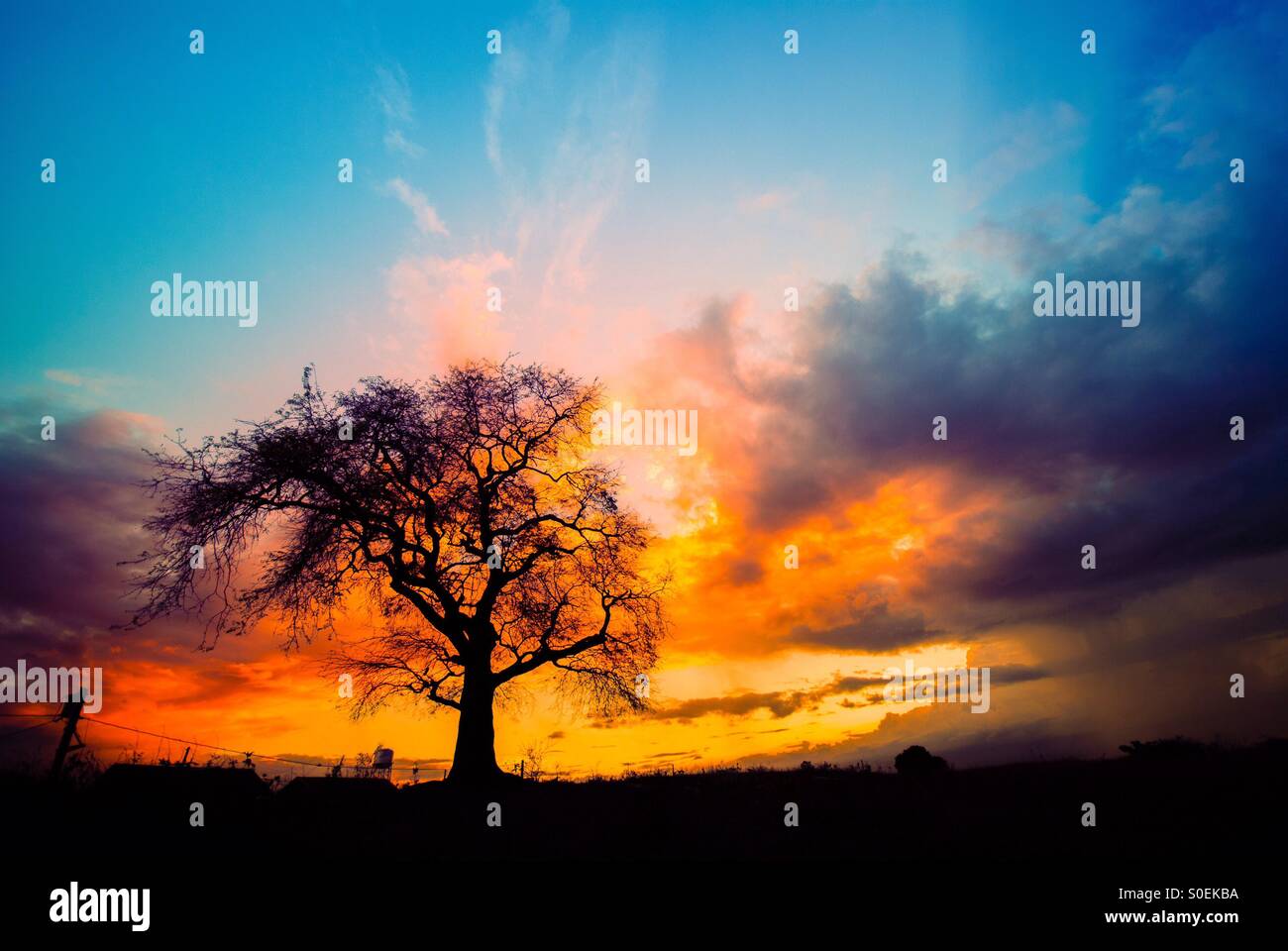 A lone tree at sunset. Stock Photo