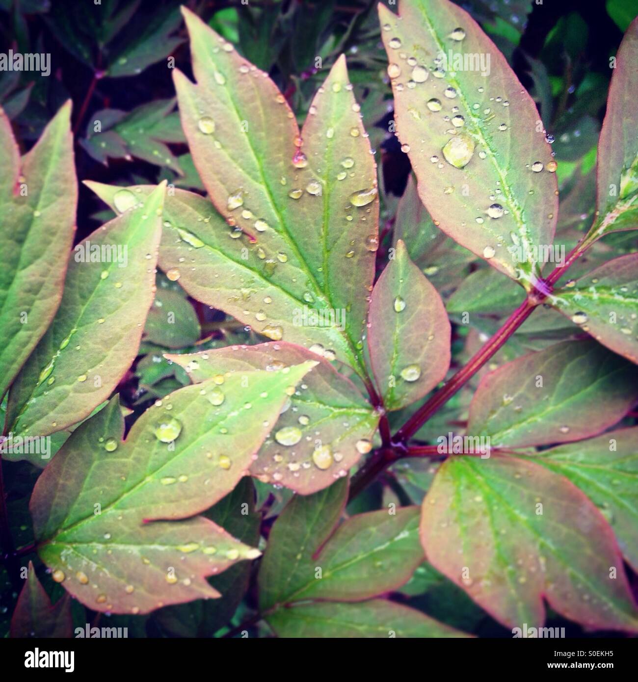 Leaves of a tree peony with raindrops Stock Photo