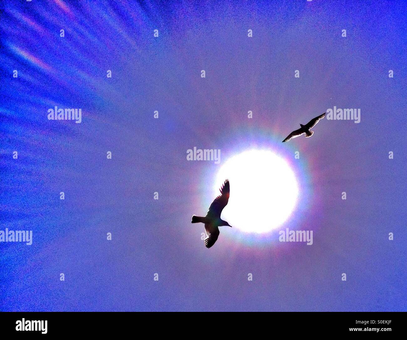 Gulls flying in front of sun - Smartphone Captured Stock Image Gulls flying in front of sun - Smartphone Captured Stock Image