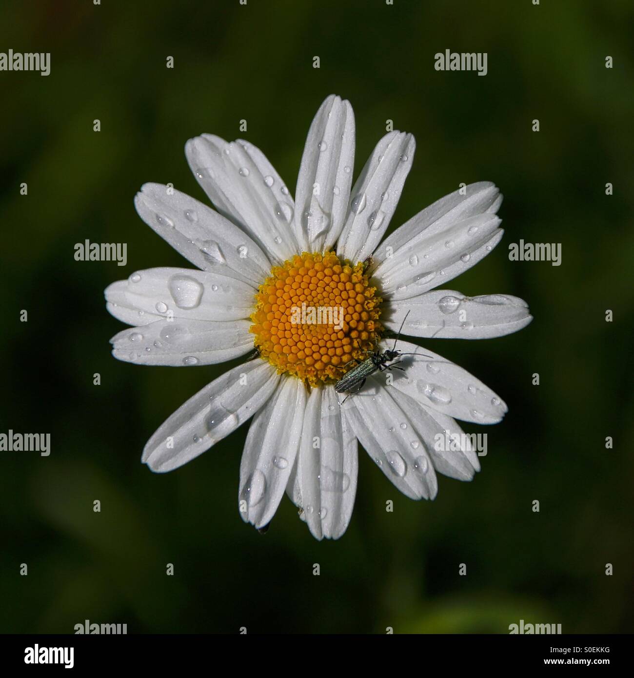 Single white flower with rain drops Stock Photo