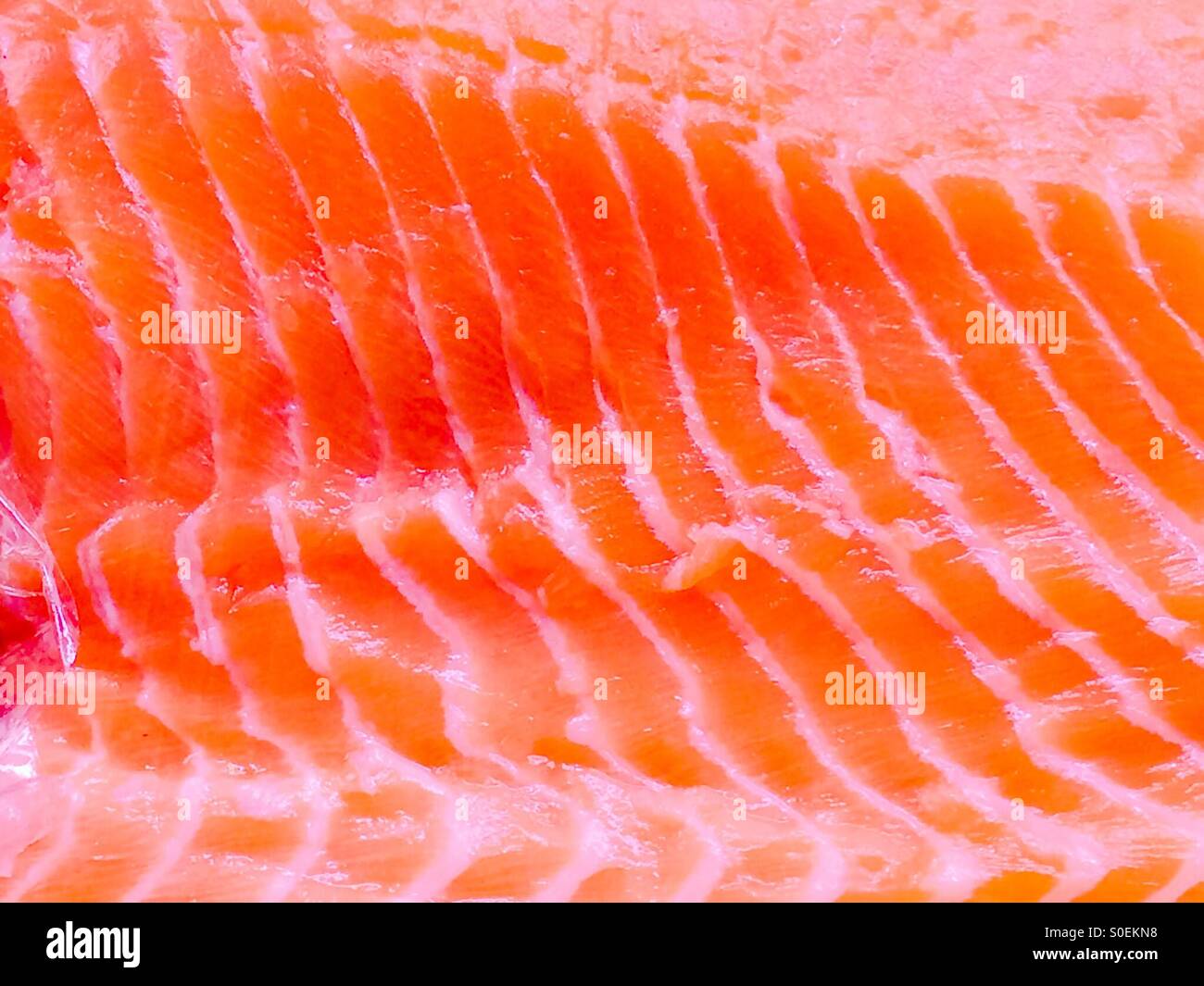 Scottish Farm Raised Salmon - Smartphone Captured Stock Image