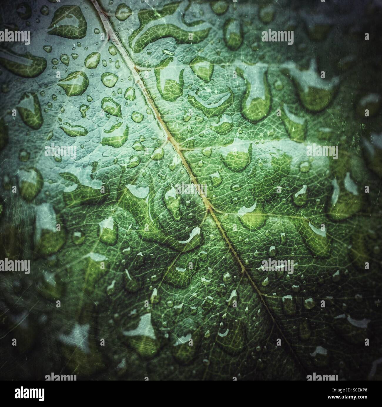 Raindrops on leaf Stock Photo