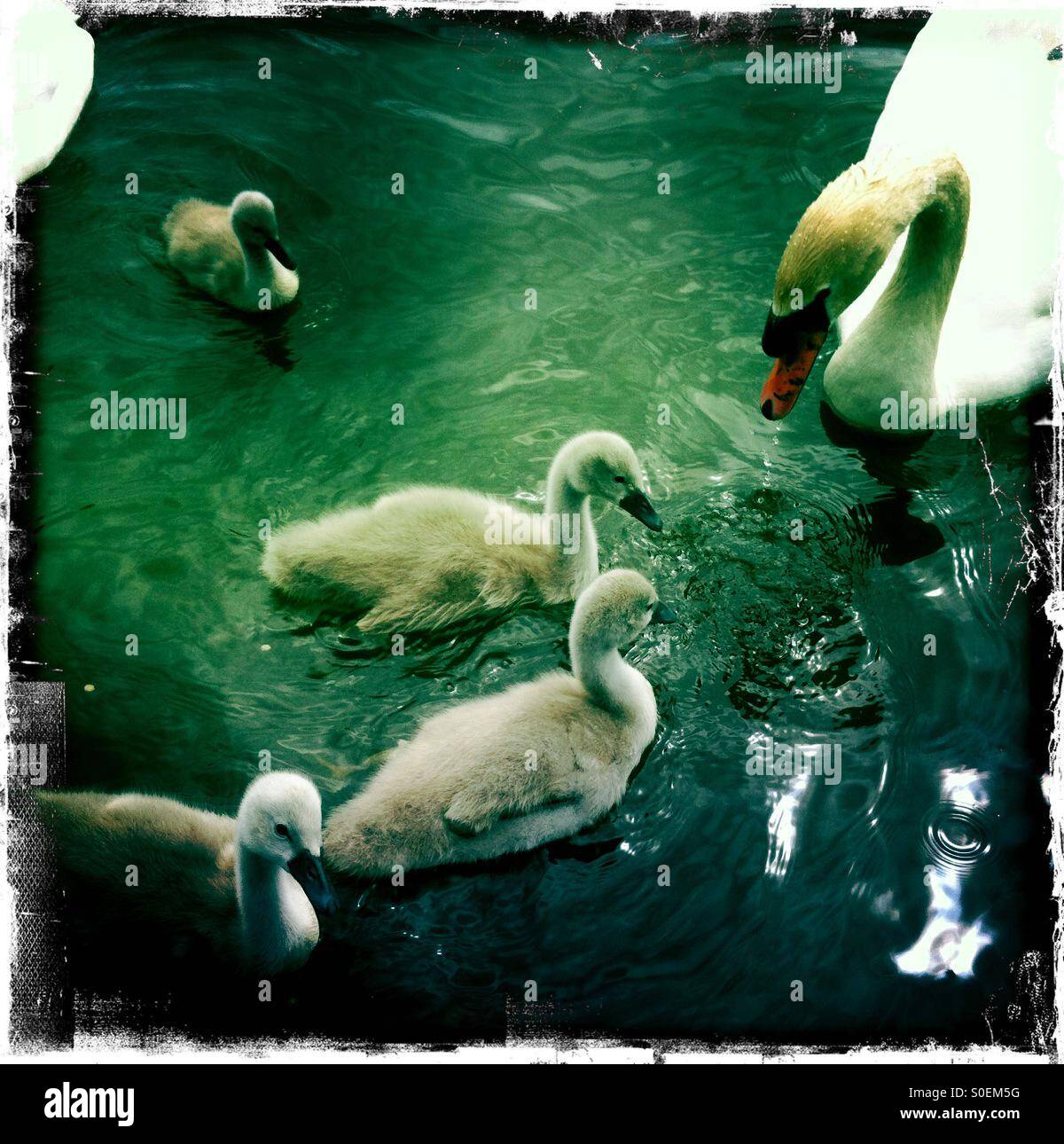Mute Swans and cygnets - Smartphone Captured Stock Image